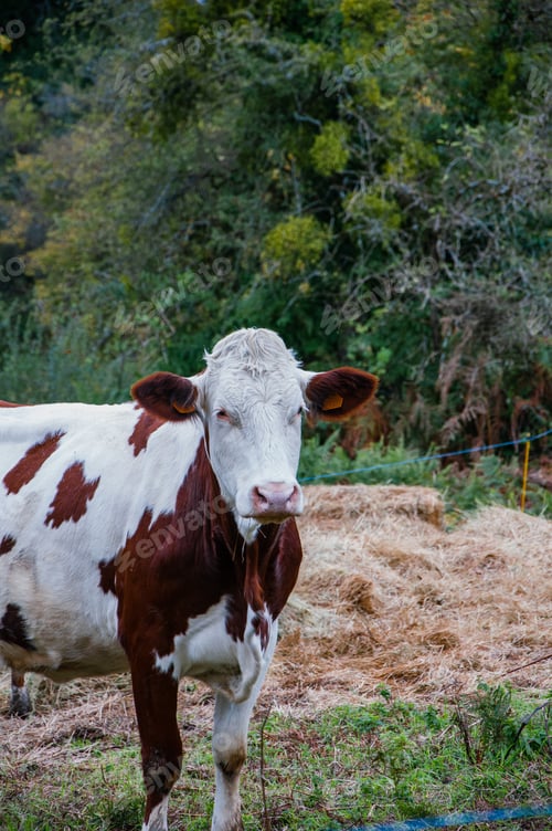 Preview: A Closeup Shot Of A Cow Grazing In The Fields