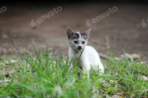 Preview: A Closeup Shot Of A Cute Kitten Sitting On The Grass