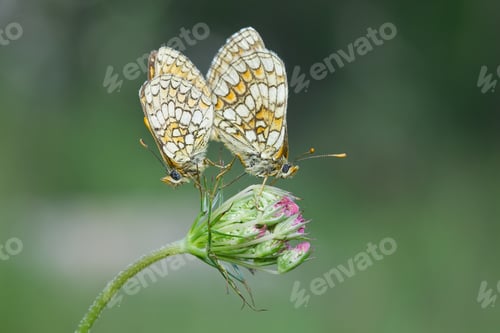 Preview: A Soft Focus Of Butterflies Mating On A Pink Flower Bud Against A Blurry Meadow