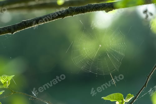 Preview: A Selective Focus Shot Of A Spiderweb Hanging On The Twig