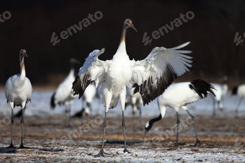 Preview: A Black-Necked Crane Landing On The Ground Covered In The Snow In Hokkaido In Japan
