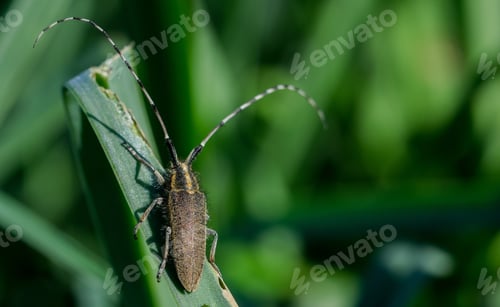 Preview: A Yellow Asphodel Long Horned Beetle, Agapanthia Asphodeli, (Insect) With Its Two Very Long