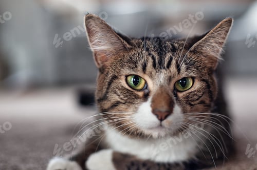Vorschau: Eine selektive Fokusaufnahme einer Katze, die in eine gerade Richtung schaut