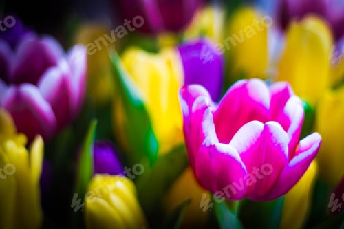 Preview: A Selective Focus Shot Of Pink And Yellow Tulips On A Sunny Day