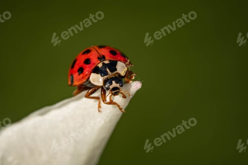 Preview: A Macro Shot Of A Cute Small Ladybird Beetle On A White Flower On A Green Blurred Ba