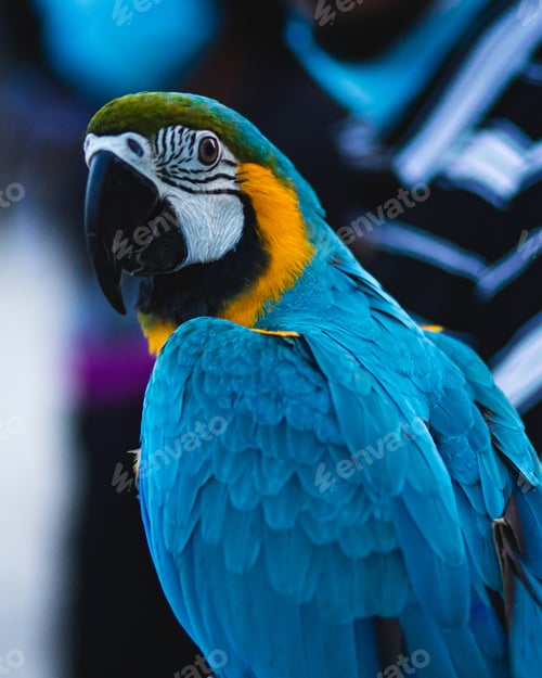 Preview: A Closeup Shot Of A Beautiful Colorful Scarlet Macaw