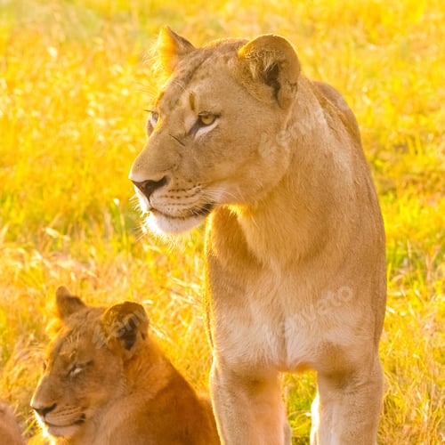 Preview: A Closeup Portrait Of A Lioness With Its Cub In A South African Game Reserve