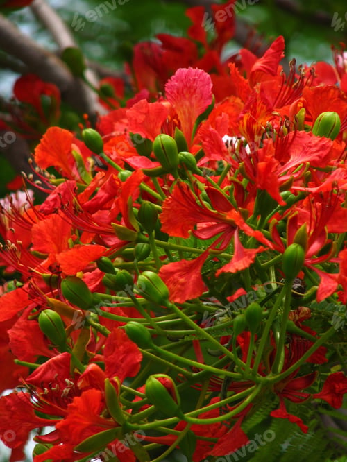 Preview: A Vertical Shot Of Red Royal Delonix