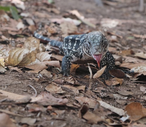 Preview: A Selective Focus Shot Of A Sneaky Dipsosaurus Hanging Out In The Middle Of The Park