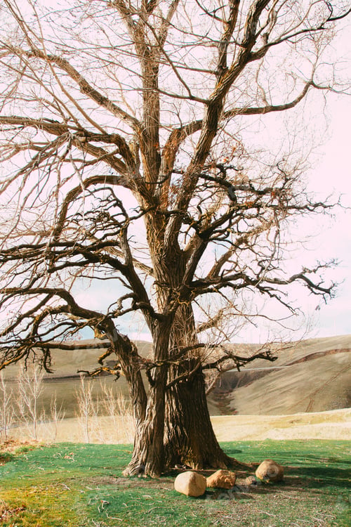 Preview: A Vertical Shot Of A Tree In A Meadow