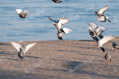 Preview: A Selective Focus Shot Of Pigeons On A Seashore
