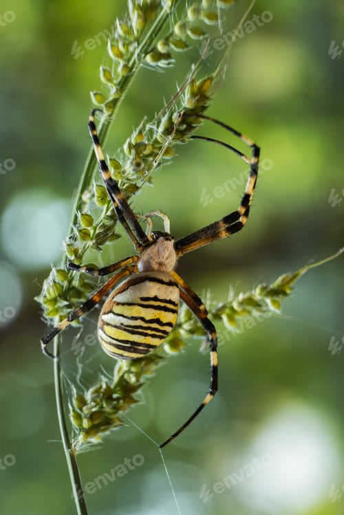 Preview: A Vertical Shot Of A Yellow Garden Spider On A Branch In A Field Under The Sunlight