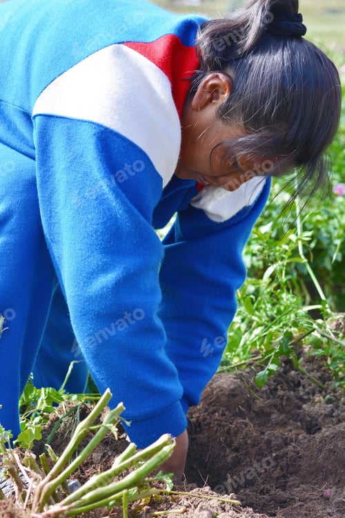Preview: Native American Woman On The Field Of Potato.