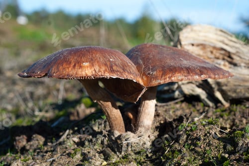 Preview: A Closeup Shot Of Brown Mushrooms Growing On The Soil