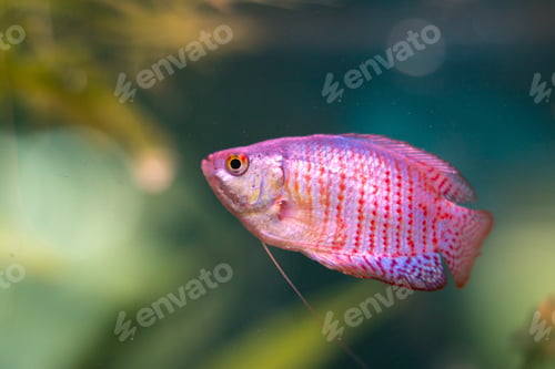 Preview: A Closeup Shot Of A Lalius Fish On The Aquarium