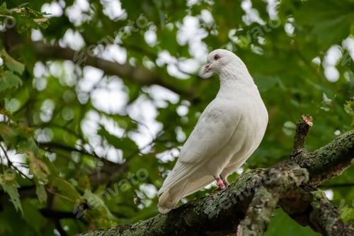 Preview: A Selective Focus Closeup Of A White Dove Perching On The Tree Branch