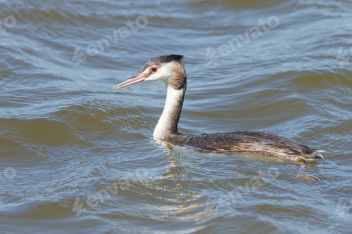 Preview: A Closeup Shot Of A Toadstool Aquatic Bird