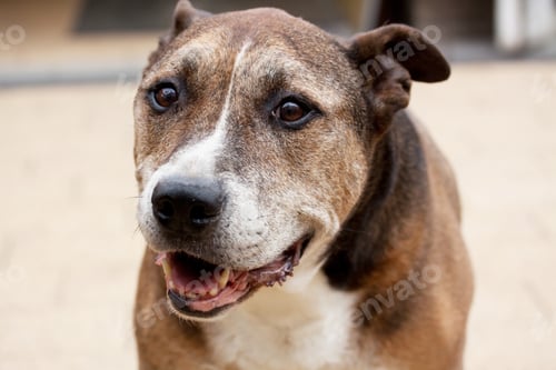 Preview: A Selective Focus Shot Of American Staffordshire Terrier