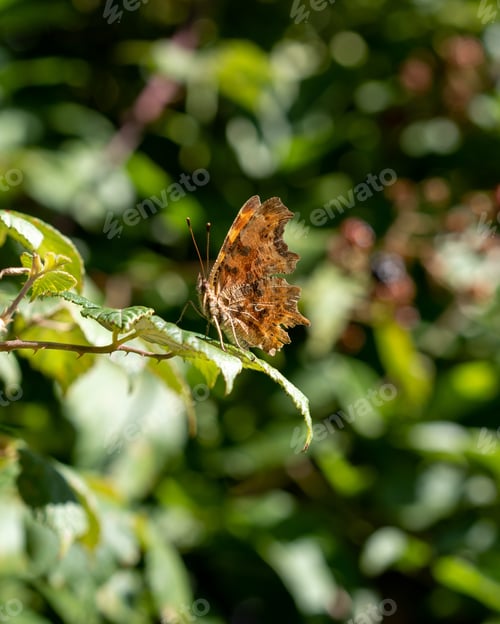 Preview: A Closeup Vertical Shot Of A Butterfly On A Green Leaf