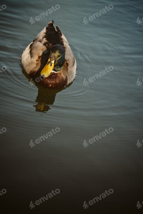 Preview: A Closeup Shot Of An Adorable Duck Floating On The Pond