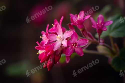 Preview: A Closeup Shot Of Blooming Pink Weigela Flowers