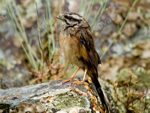 Preview: A Closeup Shot Of Rock Bunting Perched On A Rock