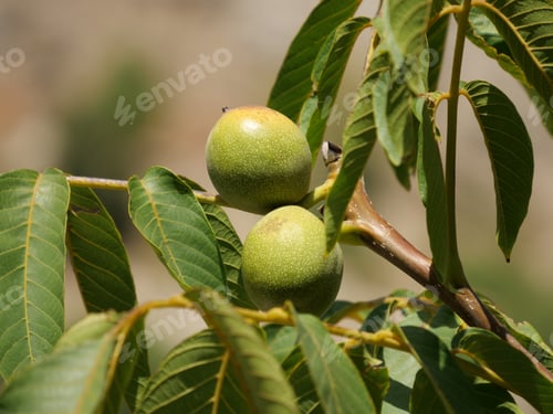 Preview: A Closeup Shot Of Green Walnuts Growing On A Tree