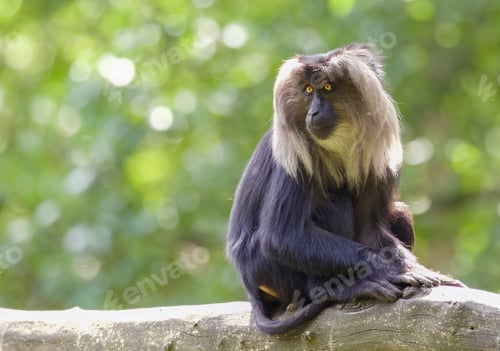 Preview: A Mesmerizing Shot Of Chimpanzees On Blurred Background