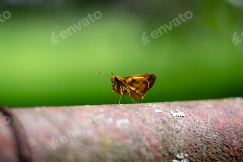 Preview: A Selective Focus Shot Of A Brown Butterfly Outdoors On A Green Background
