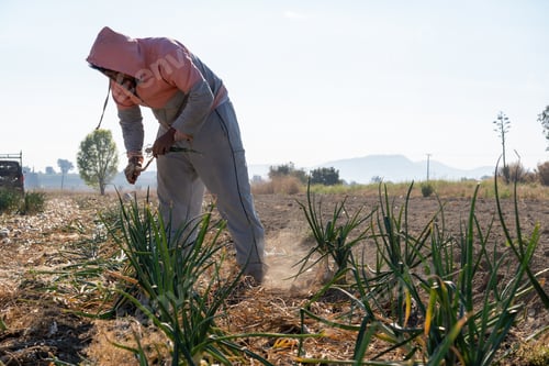 Preview: A Mexican Farmer Cultivating Onion