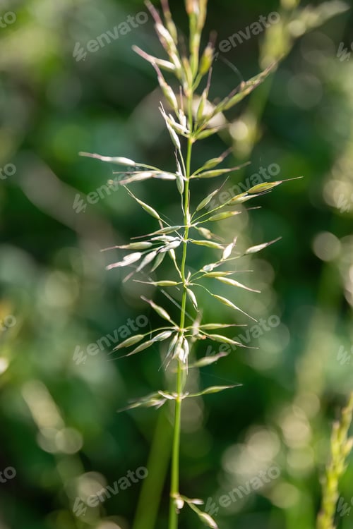 Preview: A Vertical Shallow Focus Of A Plant On Blurred Greenery Background