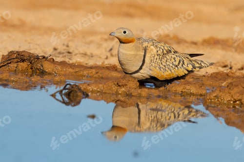 Preview: A Closeup Shot Of A Pin-Tailed Sandgrouse Near The Water