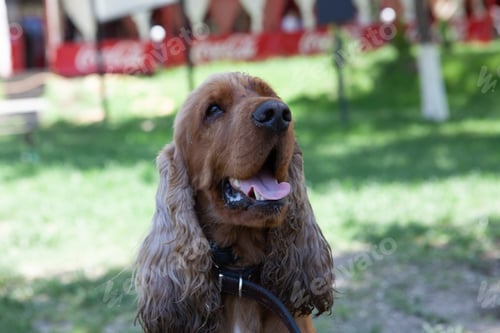 Preview: A Selective Focus Shot Of An Adorable Puppy In A Blurry Background