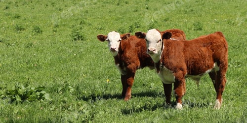 Preview: A Beautiful Shot Of Cows Grazing In A Farm Grassland