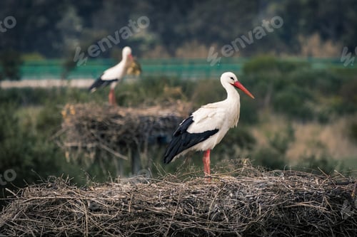 Preview: A Closeup Of A Stork Standing On Its Nest With Another Stork In The Background