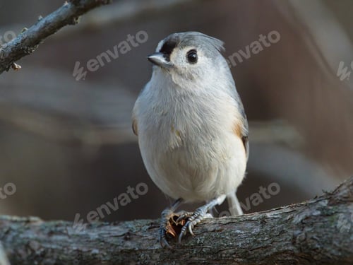Preview: A Closeup Shot Of Tufted Titmouse