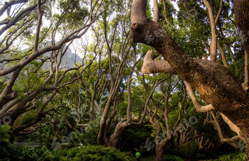 Preview: A Landscape Of Trees And Bushes In A Jungle At Daytime - Perfect For Natural Concepts