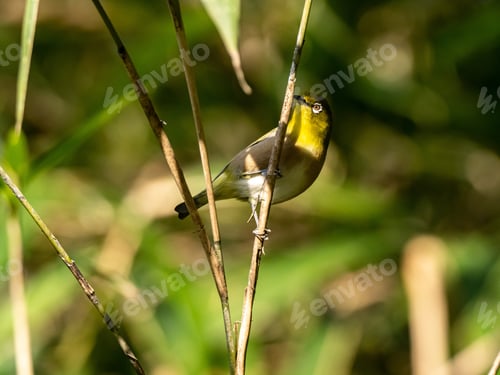 Preview: A Selective Focus Shot Of A Cute Warbling White-Eye Resting On The Twig In Izumi Forest In Yamato