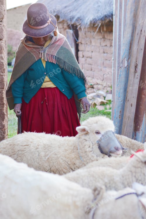 Preview: Old Age Native American Woman With Sheep Wearing Typical Aymara Clothes.
