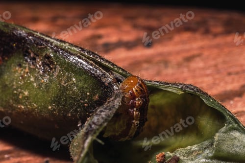 Preview: A Soft Focus Of A Brown Caterpillar On A Leaf Against
