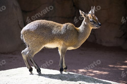Preview: A Closeup Of A Klipspringer On The Ground Surrounded By Rocks Under The Sunlight At Daytime