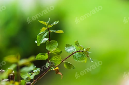 Preview: A Selective Focus Shot Of Green Leaves Sprouting From Branches Z