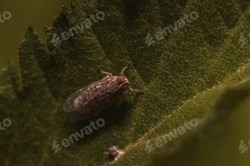 Preview: An Overhead Shot Of A Bug On A Green Leaf - Perfect For Background