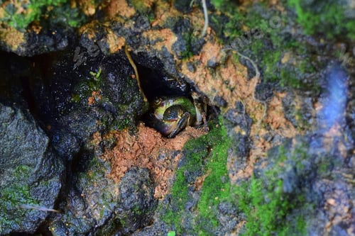 Preview: Maltese Freshwater Crab, Potamon Fluviatile, Muddy Burrow Nest, Claws For Defense Against
