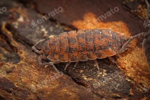 Preview: A High Angle Shot Of Orange Woodlice On The Weathered Tree Surface