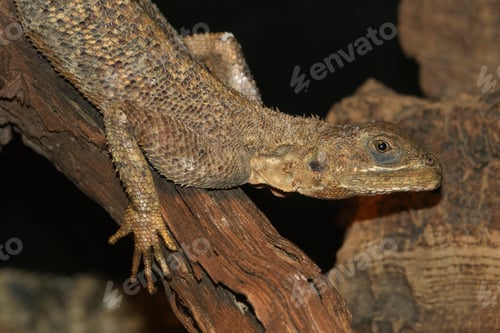 Preview: A Closeup Shot Of Brown Agama On A Tree Branch