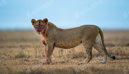 Preview: A Panthera Leo Melanochaita Covered In Blood After Hunting In A Meadow Under The Sunlight
