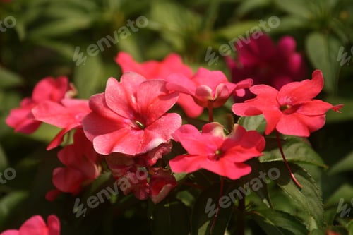 Preview: A Closeup Shot Of Pink Phlox Maculata Flowers