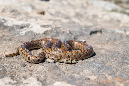 Preview: Macro Shot Of Body, Skin And Head Of An Adult Leopard Snake Or European Ratsnake, Zamenis Situla