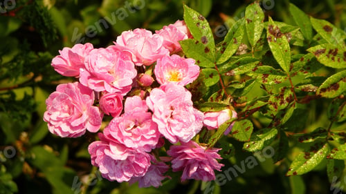 Preview: A Closeup Of A Pink Floribunda Garden Rose Bush